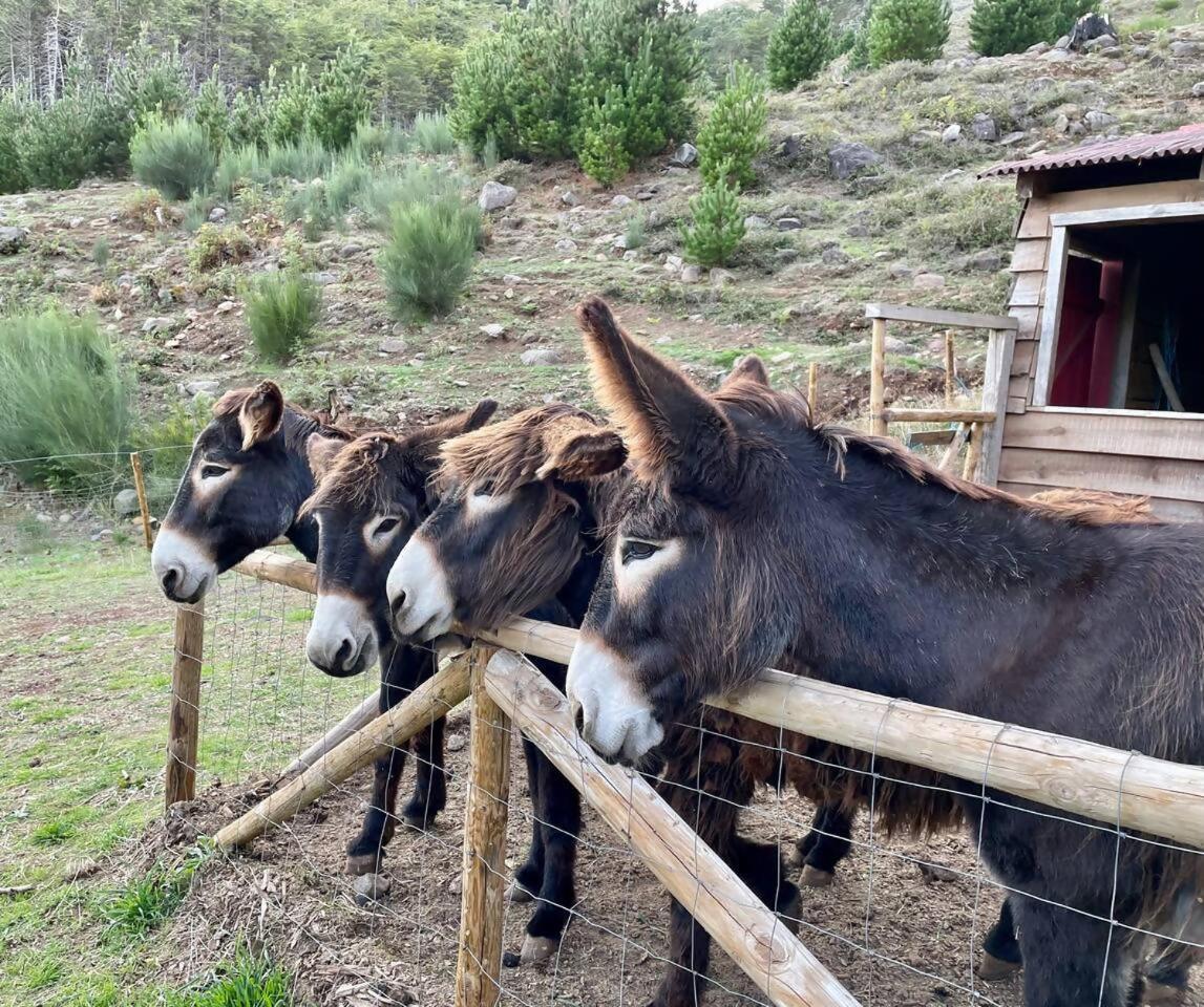 Mountain Eco Shelter 3 Otel Corujeira de Dentro Dış mekan fotoğraf